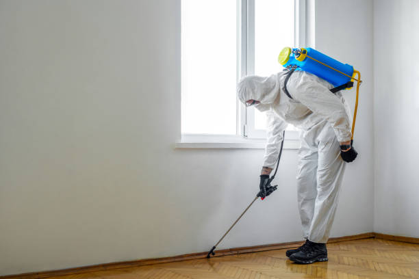 Best Affordable Pest Control Services  in Rio Rico, AZ