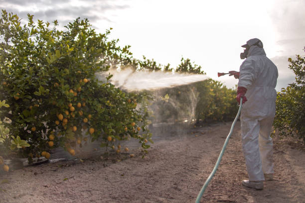 Trusted Rio Rico, AZ Pest Control Experts