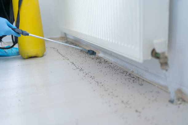 Best Flea Control Services  in Rio Rico, AZ