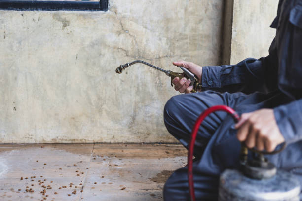 Best Pest Removal Services  in Rio Rico, AZ